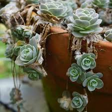 Image result for Habenaria malacophylla