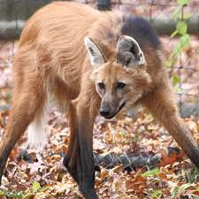 Learn how to play the fox vs wolf matchup in super smash bros. The Verge Review Of Animals The Maned Wolf The Verge