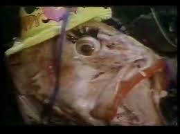 This is one of the biggest novelty songs of all time, and a pretty neat one at that. Barnes Barnes Fish Heads Youtube
