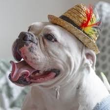 Get information, hours, photos, coupons, direct phone number and more on find local clinic. Top 10 Best French Bulldog Vet Near Secaucus Nj 07094 Last Updated November 2019 Yelp