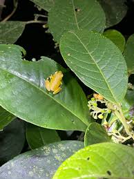 We did not find results for: Around Costa Rica In 12 Days Kortellini