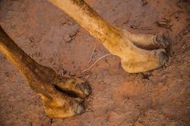 Too bad nobody was kind enough to stop and help him. An Oasis Rediscovered Finding The Lost Wells Of The Simpson Desert Abc News Australian Broadcasting Corporation