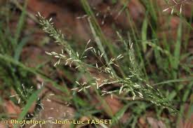 Image result for Eragrostis exasperata