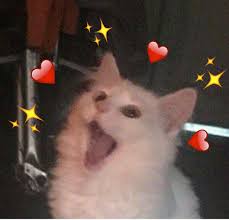 Mem Cat In 2020 Cute Animal Memes Funny Cat Gifts Cute Cat Memes