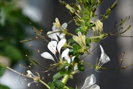 Image result for Cleome gynandra