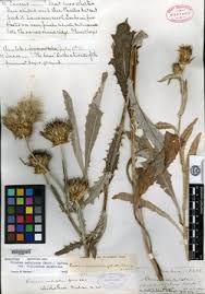 Image result for Cirsium  buchwaldii