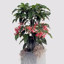 Image result for Ardisia