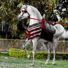 Pin By Anastasiya Bozhko On Horses Arabian Horse Beautiful Arabian Horses Beautiful Horses