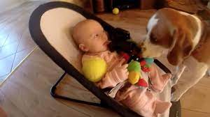 Dog Takes Baby S Toy Apologizes By Bringing Endless Toys