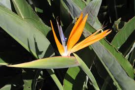 Strelitzia Reginae Bird Of Paradise Plant Varieties Strelitzia Reginae Bird Of Paradise Plant Leaves Plant Species Birds Of Paradise