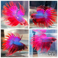 Beginners can learn about betta care here. Unicorn Colors Bright Pink Purple Red Male Crowntail Live Betta Fish Betta Fish Betta Pink Purple