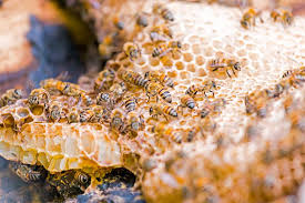 Building an email marketing strategy that increases revenue is easy with hive! How To Requeen A Honey Bee Hive