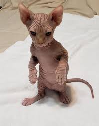 Why buy a xoloitzcuintle/mexican hairless puppy for sale if you can adopt and save a life? Sphynx Cats For Sale Cutler Bay Fl 306670 Petzlover