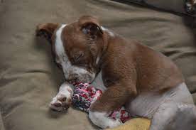 Aiden is only around 7 months old but bears the mental scars of the life he had before he was rescued. Almost Home Foundation Almost Home Foundation Rescuing Homeless Cats Dogs