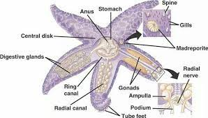Sea Star Dissection Starfish Anatomy