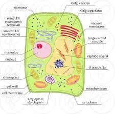 Plant Cell Science Diagram Clipart Set 300 Dpi School Etsy Plant Cell Plant Cell Diagram Plant Cell Project