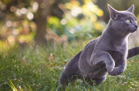 Vea nuestro catálogo online de artículos de decoración para el hogar. Sintomas De Un Gato Enfermo Del Estomago