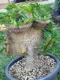 Image result for Pachypodium lamerei