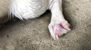 8 Common Reasons Dogs Bite Or Chew Their Nails