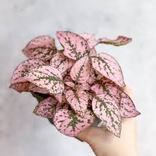 Image result for Hypoestes