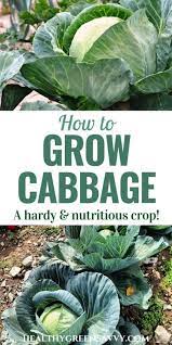 How To Grow Cabbage Why You D Want To Healthygreensavvy Vegetable Garden Planner Organic Gardening Tips Home Vegetable Garden