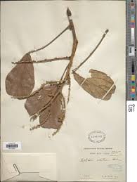 Image result for Leptoderris goetzei