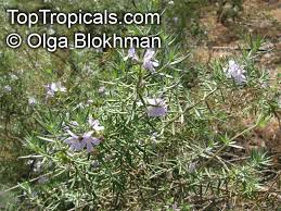 Image result for Westringia