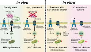 Ca2 Mitochondria Axis Drives Cell Division In Hematopoietic