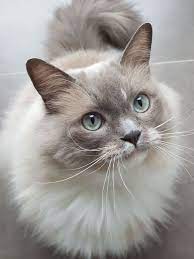 Nette Graue Und Weisse Katze Die Aufwarts Schaut Aufwarts Die Graue Kat Grey And White Cat All Cat Breeds White Cat Breeds