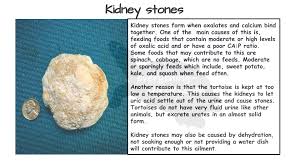 Pin On Turtle Tortoise Medical Information