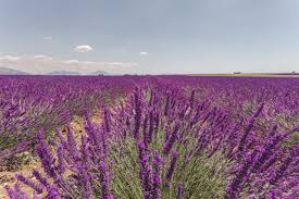 Check spelling or type a new query. Beautiful Flower Fields Around The World Grace J Silla