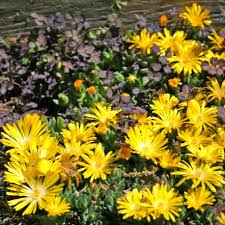 Image result for Duosperma nudantherum
