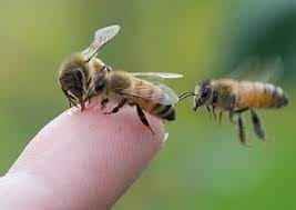 Plugging the initial entry point saved substantial damage to our considering diy live bee removal? Bee And Wasp Problems Bee Removal Perth How To Get Rid Of Bees
