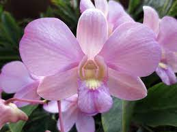 Pink Dendrobium Orchids All Year Light Pink Flowers Orchids Pink Flowers