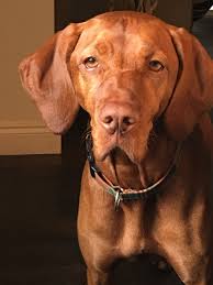 We did not find results for: Hungarian Vizsla Puppies Ohio The Y Guide