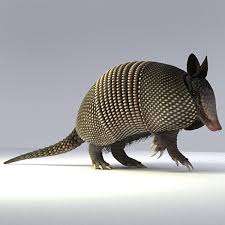 Nine Banded Armadillo 3d Model Armadillo By Andrey Kravchenko Armadillo Art Armadillo Wild Animal Wallpaper