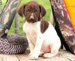 German shorthaired pointer mixed puppies. German Shorthaired Pointer Puppies For Sale Fresno Ca 144744