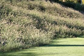 Haus S Grasergarten Landschaftsarchitektur Garten Gras