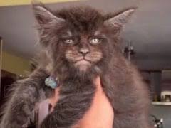 Emmons brown/liz hansen owned by: Bizarre Footage Shows Cats That Have Strangely Human Faces