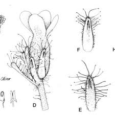 Image result for Erica pleiotricha