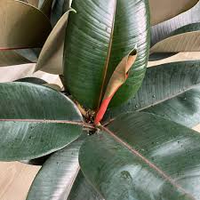 Image result for Ficus bubu