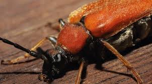 Der frißt, wenn die blattläuse aufgeputzt sind, gerne auch mal vegetarisch oder andere tierchen. Karl Der Sauerlander Kafer Woll Magazin Sauerland Woll Magazin Sauerland