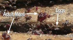 Image result for red mite