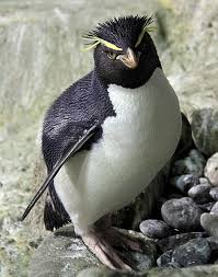 Does that answer your question? Penguins At The Central Park Zoo