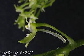 Image result for Angraecopsis parviflora