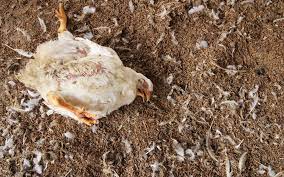 La grippe aviaire est de retour. Breve Chine En Plus Du Coronavirus Une Nouvelle Epidemie De Grippe Aviaire