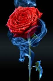 Weihnachten hintergrundbilder hintergrundbilder winter rosarote weihnachten schöne weihnachten pink glitter hintergrund sperrbildschirm bilder weihnachten handy hintergrund weihnachten pinterest bunte hintergründe. Red Rose And Book Hd Wallpaper Download To Your Mobile From Phoneky