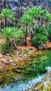 Pin By Noha Madani On Sand Print Deserts Of The World Plam Tree Palm Trees