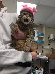 Share a gif and browse these related gif searches. Facebook A Group Based Around Sharing Pictures Of Animals In Predicaments Bans All The Furries Hobbydrama