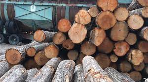 Precise wood identification relies in large part on the characteristics of wood cells revealed under a identifying wood. Secrets To Log Identification By Davidswoodshed Lumberjocks Com Woodworking Community